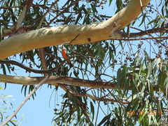 Pyrocephalus rubinus
