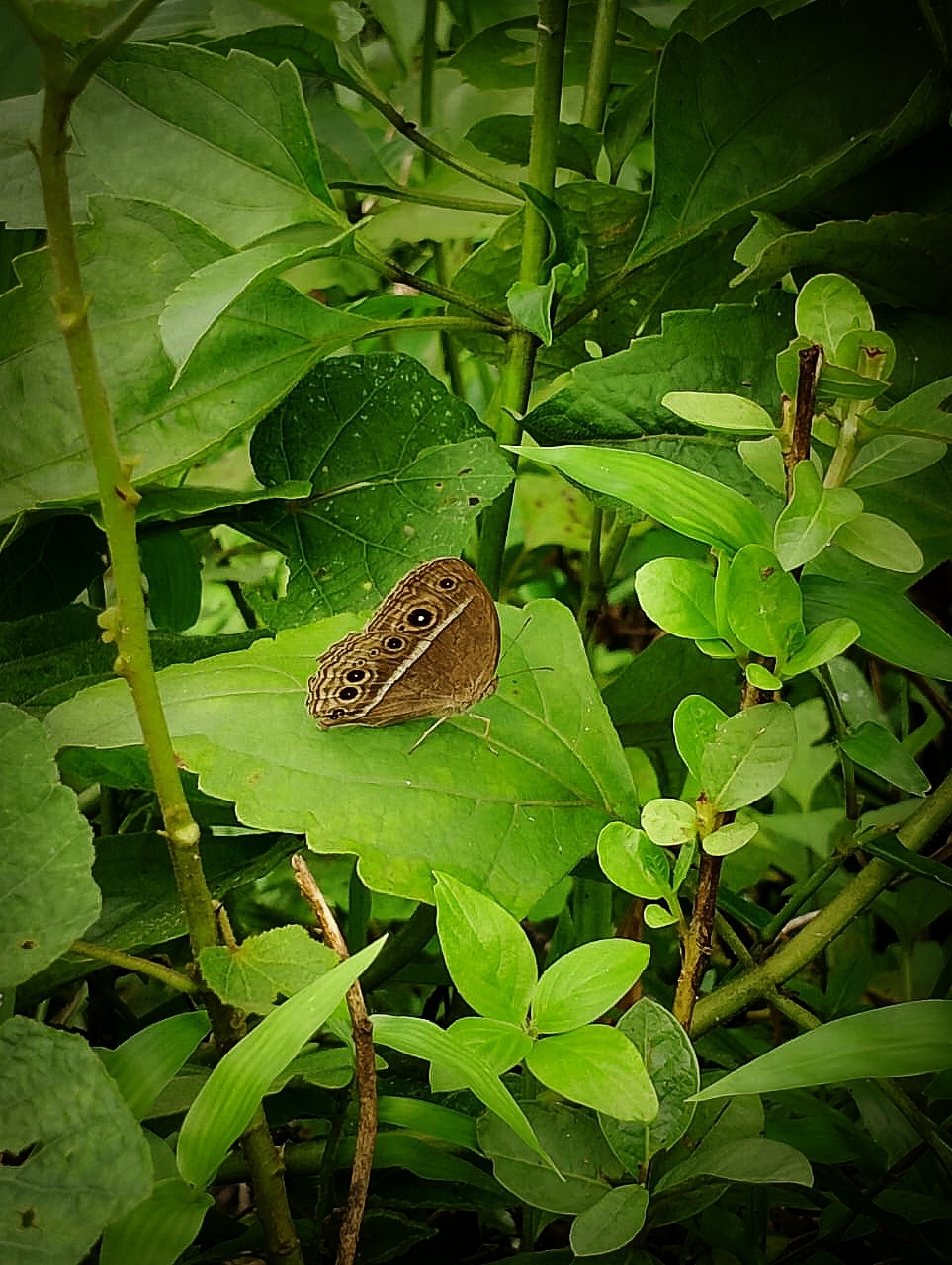 Long-Branded Bushbrown