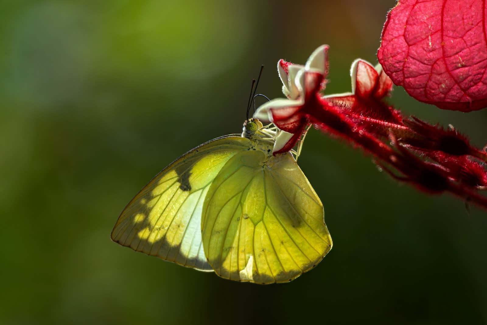 Lemon Emigrant