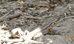 Sceloporus occidentalis