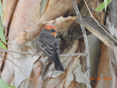 Pyrocephalus rubinus