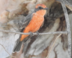 Pyrocephalus rubinus