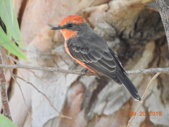 Pyrocephalus rubinus