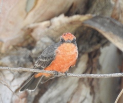 Pyrocephalus rubinus