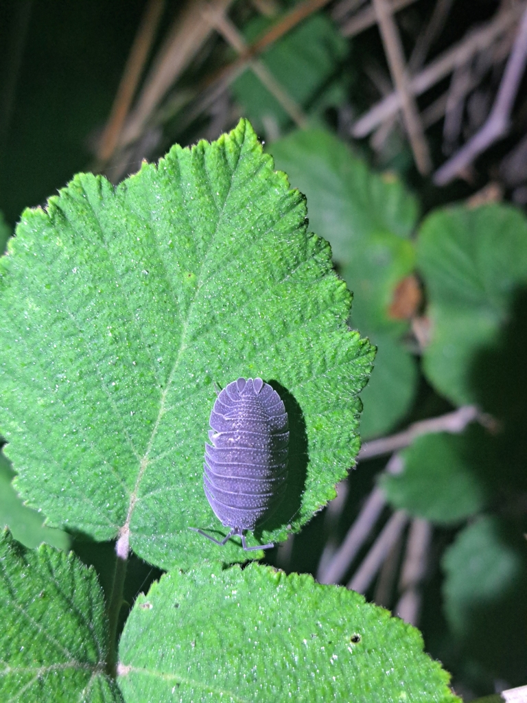 Armadillidium peraccae