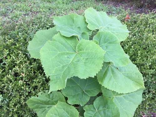Korean paulownia (Paulownia coreana)