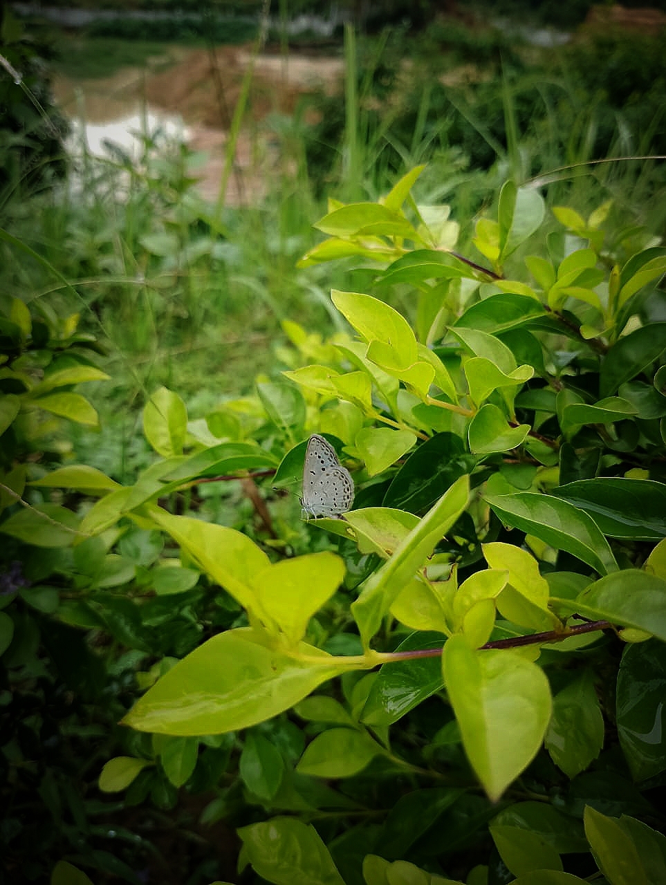 Pale Grass Blue
