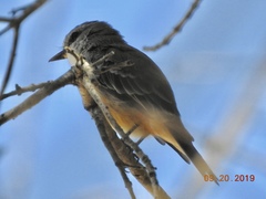Pyrocephalus rubinus