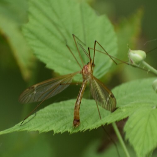 Nephrotoma euceroides