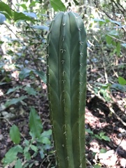 Stenocereus eichlamii