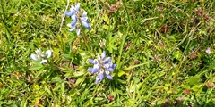 Lupinus elegans
