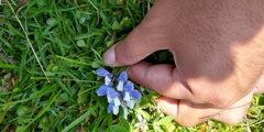 Lupinus elegans