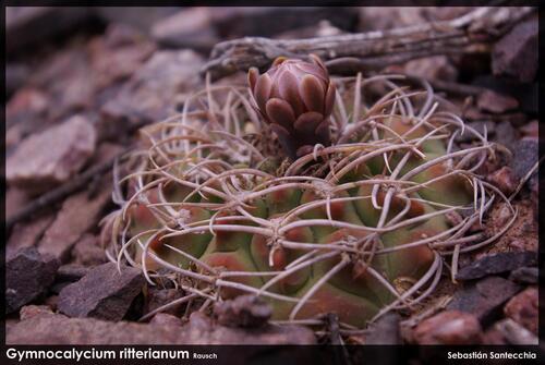 Gymnocalycium ritterianum