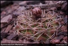 Gymnocalycium ritterianum