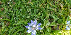 Lupinus elegans