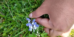 Lupinus elegans