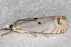 Microcrambus biguttellus
