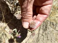 Monardella breweri lanceolata