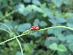 Harmonia axyridis