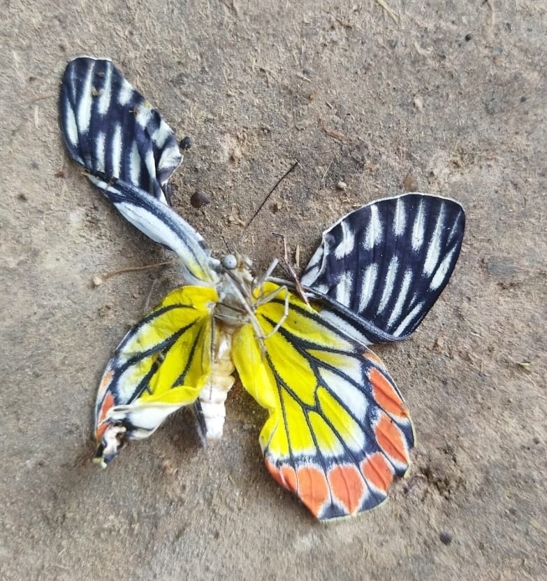 Indian Jezebel