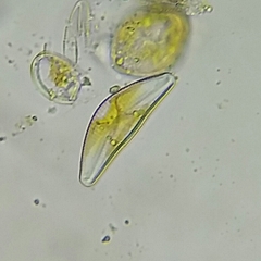 Cymbella