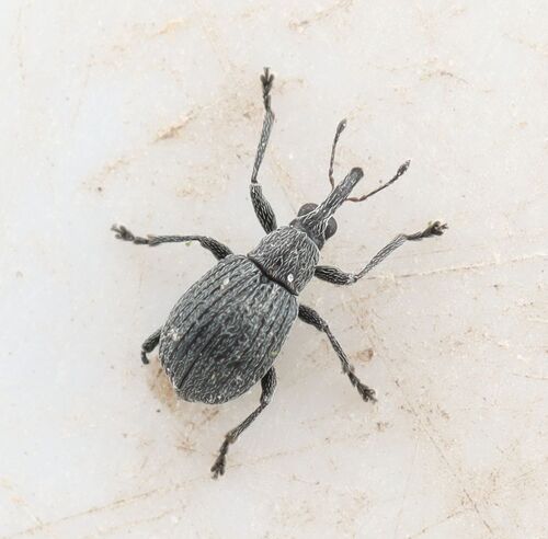 Eutrichapion melancholicum, 2025-06-01