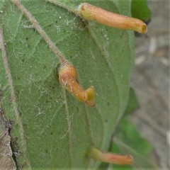 Craneiobia tuba
