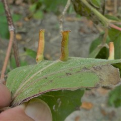 Craneiobia tuba
