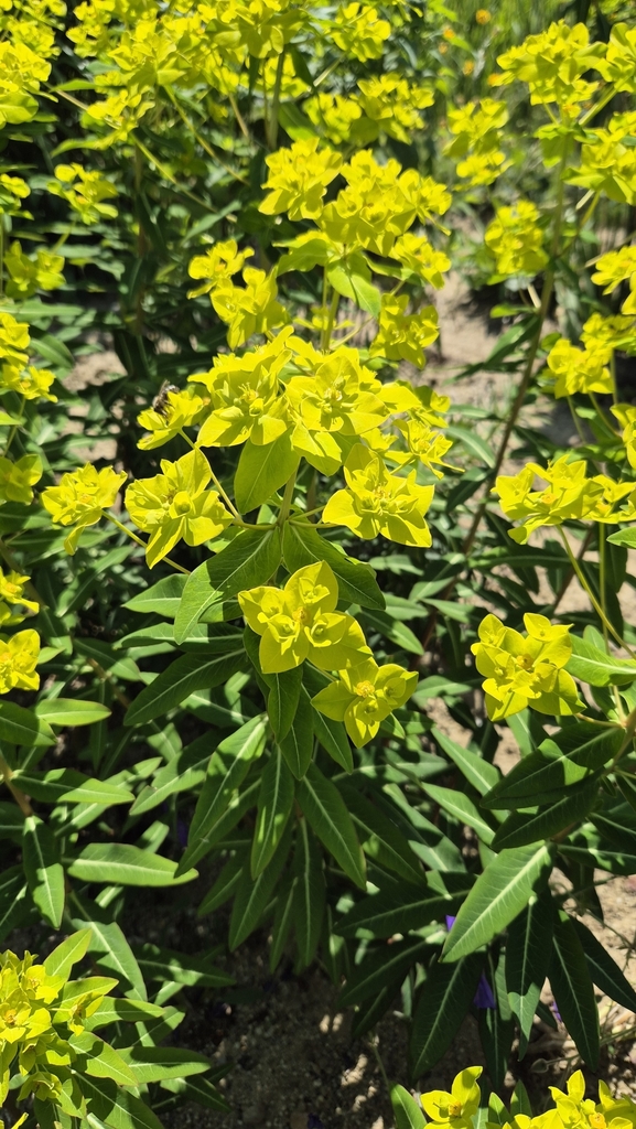 Euphorbia pseudosikkimensis; photograph Christoph Moning, CC BY, iNaturalist via GBIF