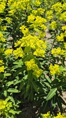 Euphorbia pseudosikkimensis