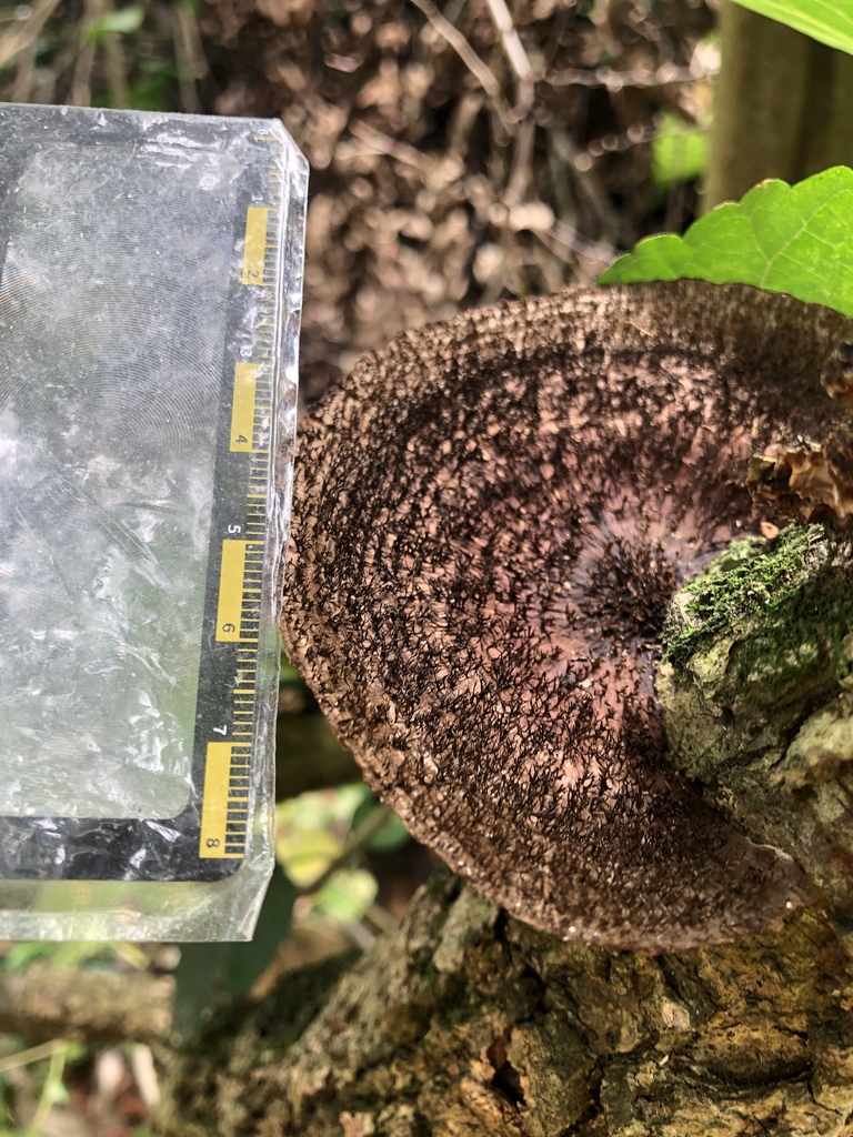 Hexagonia apiaria · September 2019 · photo: © mutolisp (iNaturalist, cc-by)