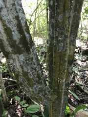 Stenocereus eichlamii