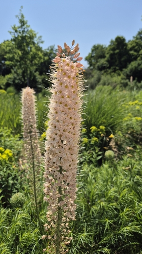 Foxtail lily