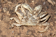 Austrothelphusa transversa