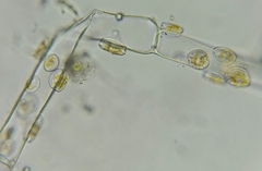 Cocconeis