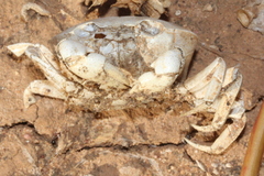 Austrothelphusa transversa