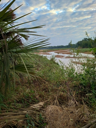 Makalani Palm