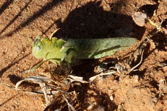 Ecphantus quadrilobus
