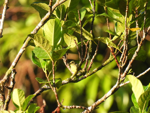 Orange-bellied Flowerpecker