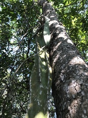 Metopium brownei