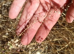 Lepidium virginicum menziesii