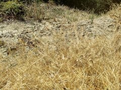 Lepidium virginicum menziesii