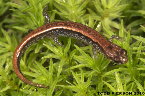 Seepage Salamander