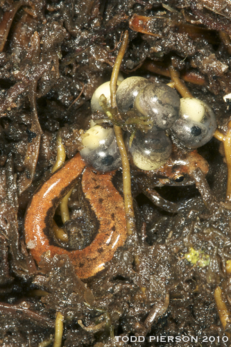 Seepage Salamander