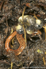 Seepage Salamander photo 4