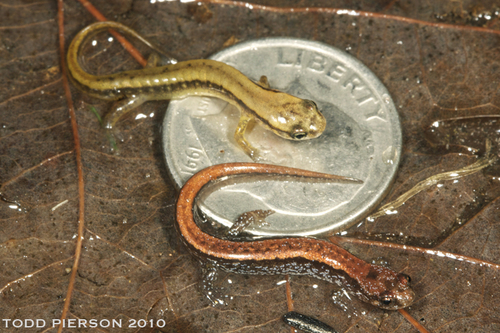 Seepage Salamander