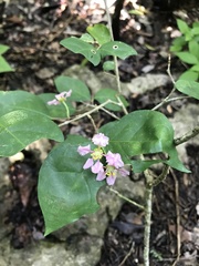 Malpighia glabra