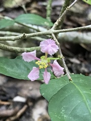 Malpighia glabra