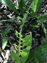 Anthurium schlechtendalii