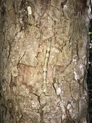 Metopium brownei
